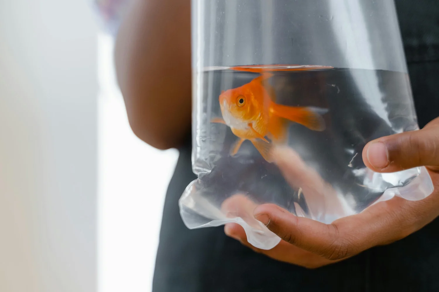 Complete Guide to Transporting Fish During a Move